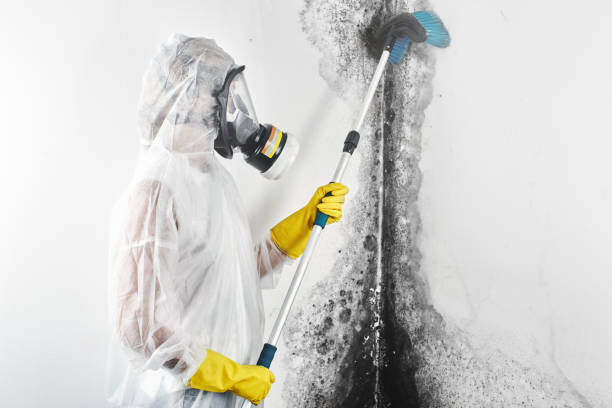 Best Environmental Consulting for Mold Prevention  in Wymore, NE